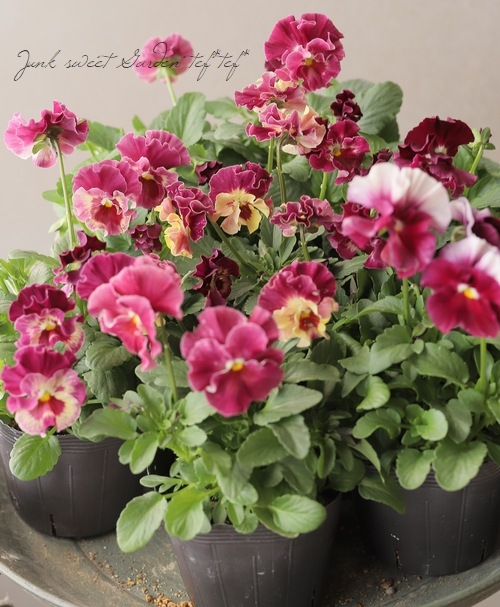 ���ե��餭�ѥ󥸡����إ�����֥ꥨ��  �ڥ������ϡۡ������¥��ꥸ�ʥ�