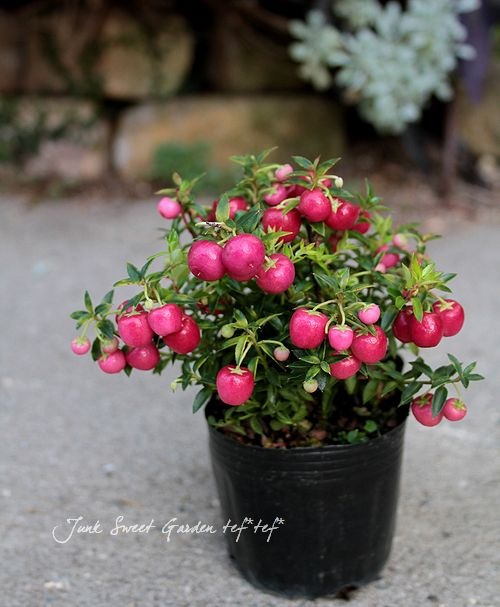 �ڥ�ͥåƥ������ϥåԡ��٥꡼/�ǥ��٥꡼���إ�åɡ�