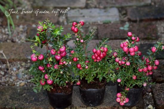 �ڥ�ͥåƥ������ϥåԡ��٥꡼/�ǥ��٥꡼���إ�åɡ�