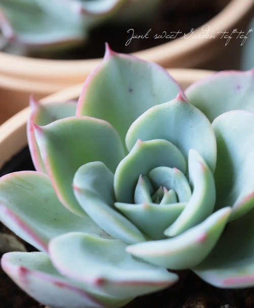 多肉植物　ピーチスアンクリーム　　抜き苗 多肉植物 ピーチスアンクリーム 抜き苗 ピーチスアンドクリーム