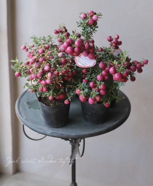 �ڥ�ͥåƥ������ϥåԡ��٥꡼/�ǥ��٥꡼���إ�åɡ�