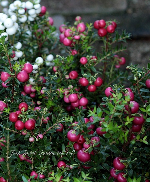 �ڥ�ͥåƥ������ϥåԡ��٥꡼/�ǥ��٥꡼���إ�åɡ�