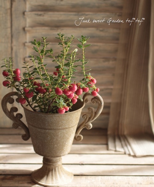 �ڥ�ͥåƥ������ϥåԡ��٥꡼/�ǥ��٥꡼���إ�åɡ�