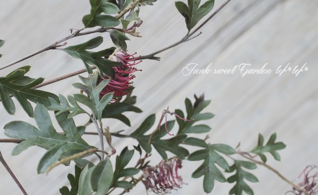 グレビレア 『ガウディGチャウディ』 オーストラリアンプランツ