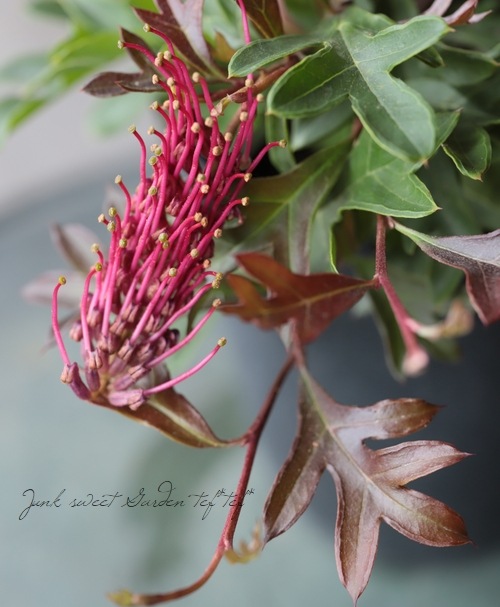 グレビレア 『ガウディGチャウディ』 オーストラリアンプランツ