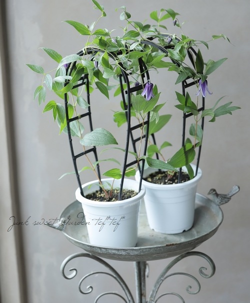 クレマチス！　クリンスイ クレマチス・クリオネ| 種・苗・ガーデニング用品の【タキイ