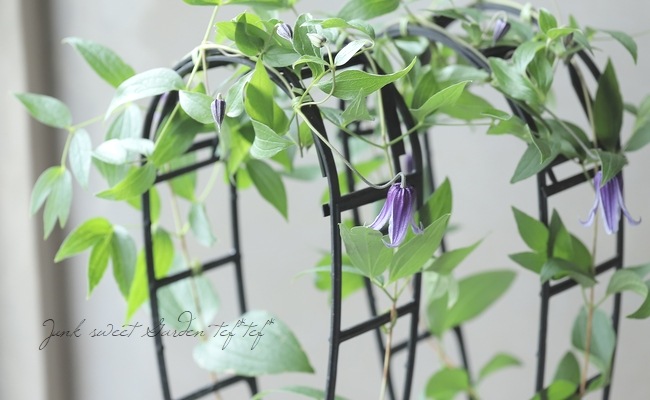 立木性クレマチス・インテグリフォリア系 『クリル』 | すべての