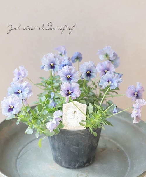 ○育種家ビオラ 『レディ』 大株【B】一点物 | すべての商品 | | Junk