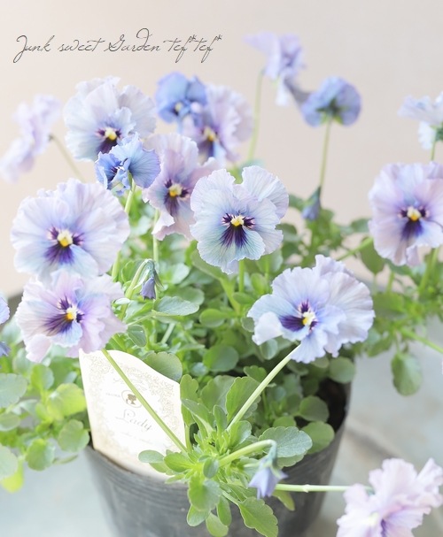 ○育種家ビオラ 『レディ』 大株【B】一点物 | すべての商品 | | Junk