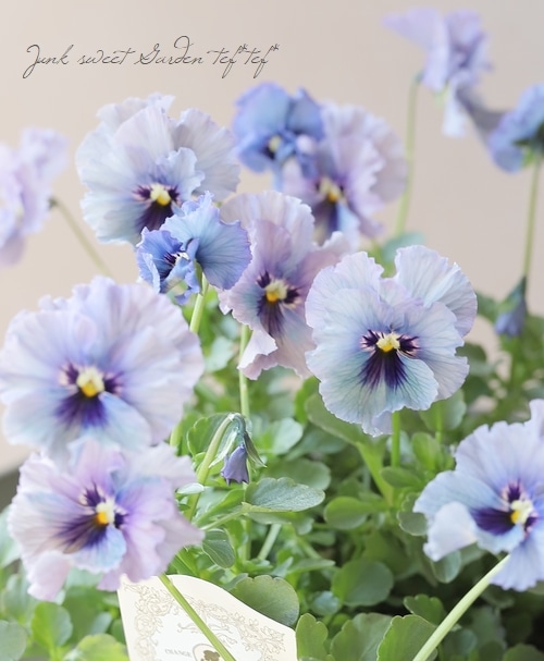 ○育種家ビオラ 『レディ』 大株【B】一点物 | すべての商品 | | Junk