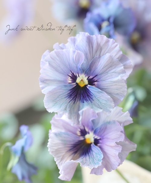 その他 *Flower* ○育種家ビオラ 『レディ』 大株【B】一点物 | すべての商品 | | Junk