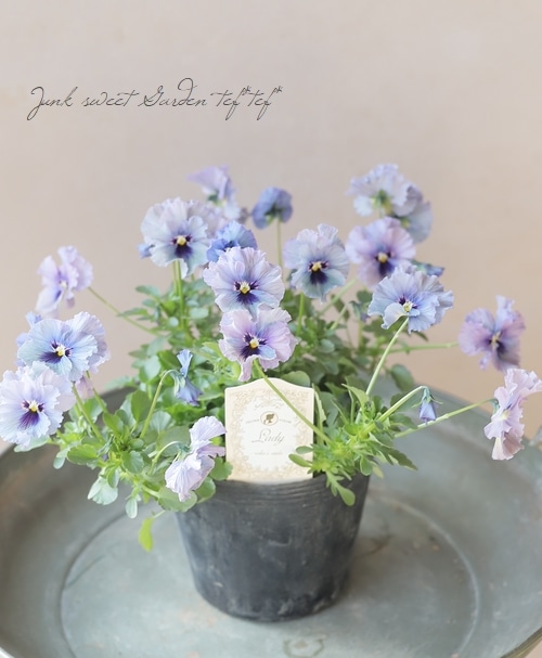 ○育種家ビオラ 『レディ』 大株【B】一点物 | すべての商品 | | Junk