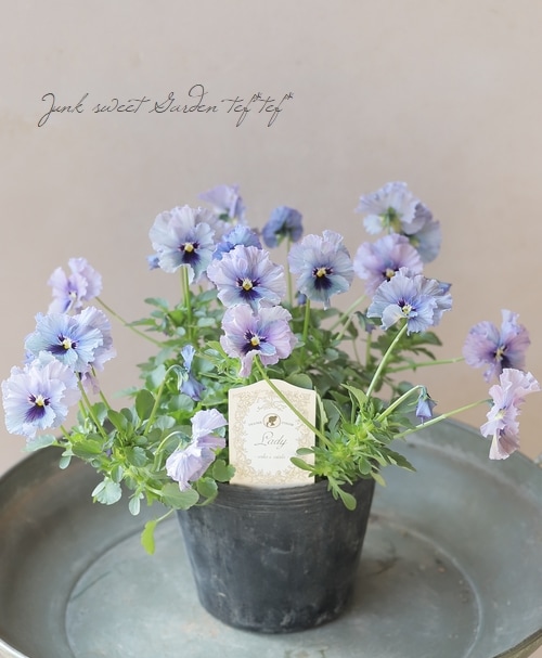 m*i様 ビオラ レディ C ブルー美株 M*I様 ビオラレディ苗 1番 美しい