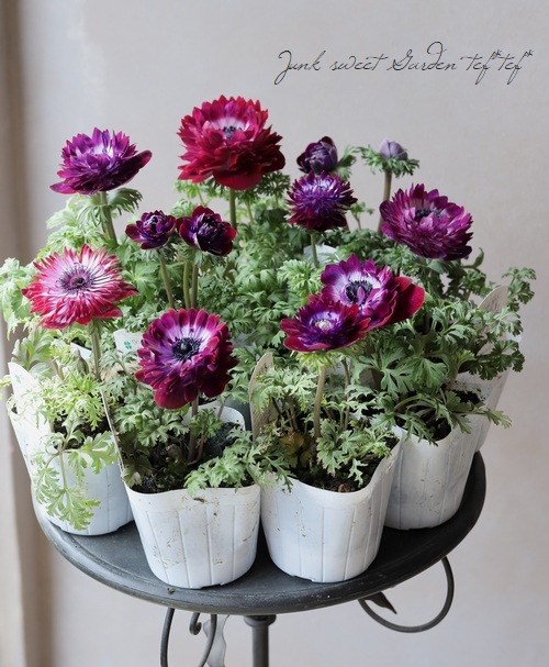 八重咲きアネモネ ワインダブル すべての商品 Junk Sweet Garden Tef Tef