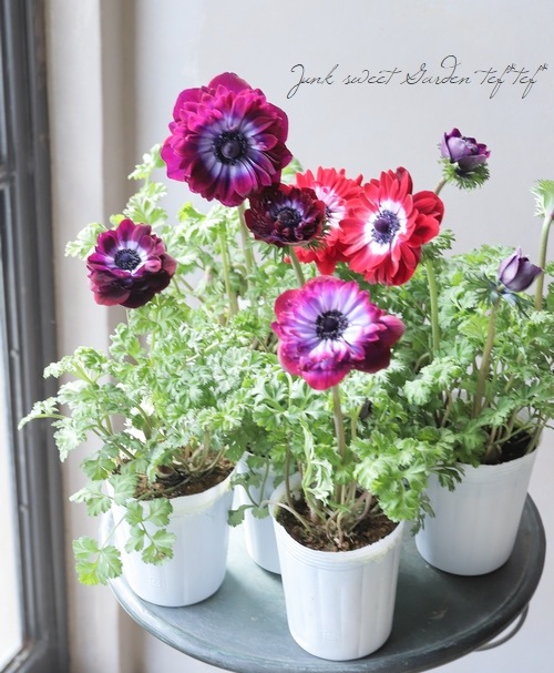 八重咲きアネモネ・パンドラダブル 『ワイン』 | すべての商品