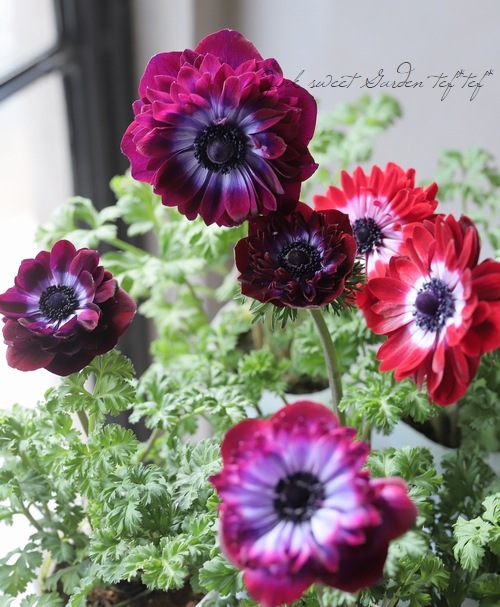 八重咲きアネモネ・パンドラダブル 『ワイン』 | すべての商品