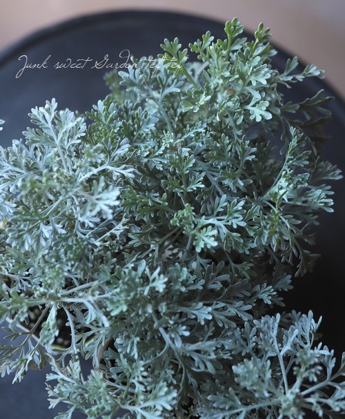 ����ƥߥ��� �إ������ԥ��󡦥����ޡ١��إѥ�ե��� �ɥ� �������ԥ��ٹ��ι�ꡪ