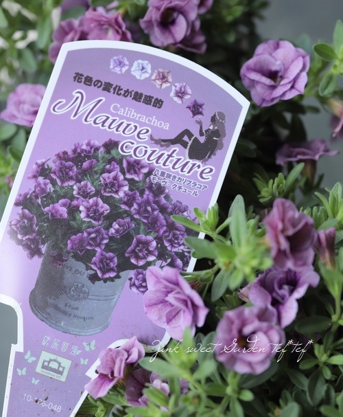 八重咲きカリブラコア 『モーブクチュール』 | すべての商品 | | Junk