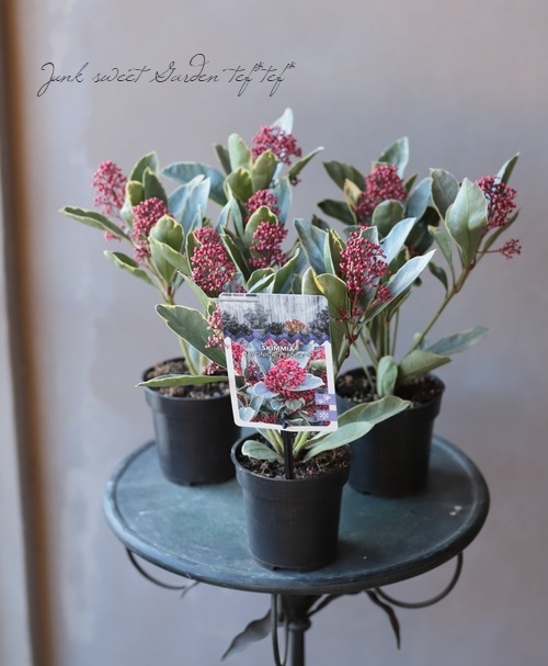 �����ꥹ���ߥ����إڥ����� -Japonica Perosa-�١�����ѥ����ʼ�