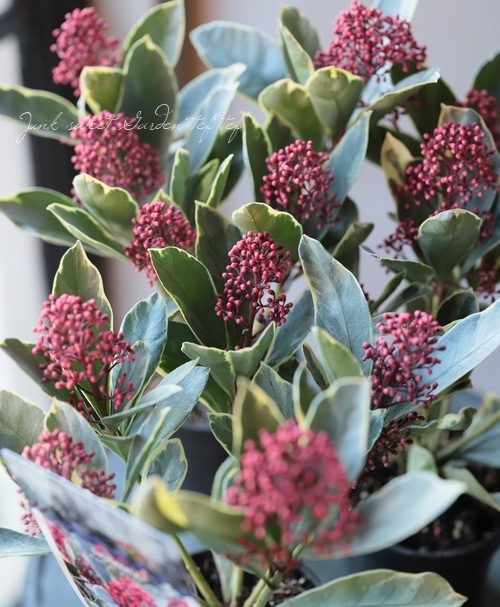 �����ꥹ���ߥ����إڥ����� -Japonica Perosa-�١�����ѥ����ʼ�