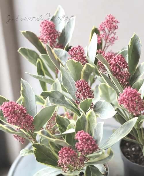 斑入りスキミア 『ペローサ -Japonica Perosa-』 コンパクト品種