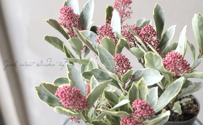 �����ꥹ���ߥ����إڥ����� -Japonica Perosa-�١�����ѥ����ʼ�