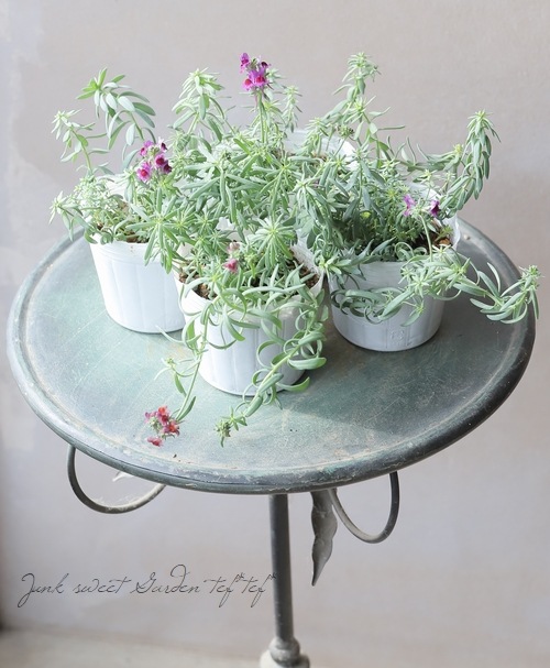 宿根リナリア・姫金魚草 『リップルストーン』 『ネオンライト