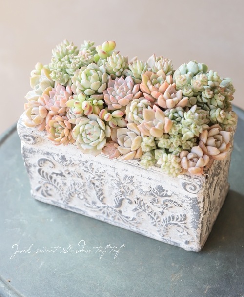 TEFNIQUE-多肉植物の寄せ植え 2020 * N・Y様専用 | すべての商品