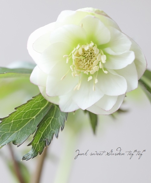 花1ガク0蕾2 開花株５号 多弁ダブルピコティ クリスマスローズ012201 究極のクリスマスローズ 糸ピコティダークネクタリー＆糸ピコティダブル