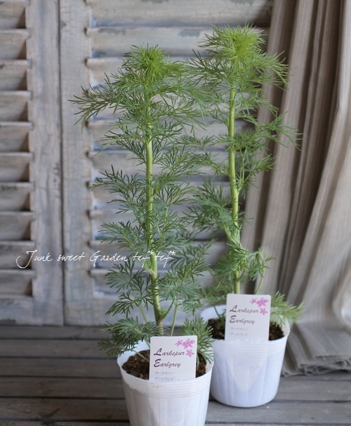 八重咲きラークスパー 『バースデイピンク』 | 花苗 | | Junk sweet