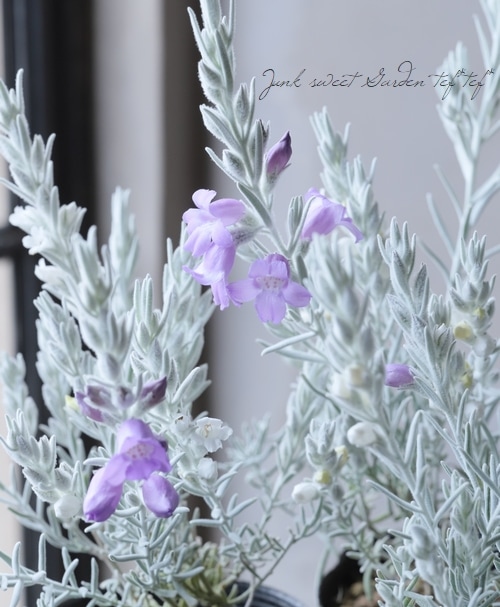 エレモフィラ ニベア ホイップクリーム すべての商品 Junk Sweet Garden Tef Tef