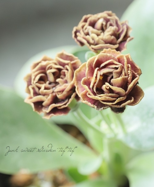 ���ʥץ��顦�����ꥭ��顡����������ɥ��֥�ϡ��إ����ꥢ�ࡦ�����