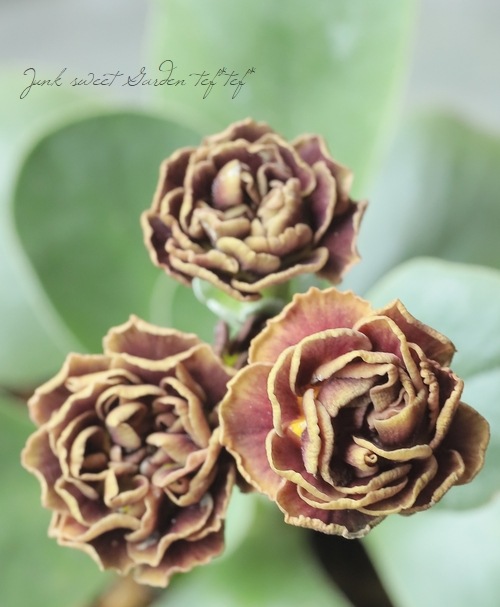 ���ʥץ��顦�����ꥭ��顡����������ɥ��֥�ϡ��إ����ꥢ�ࡦ�����