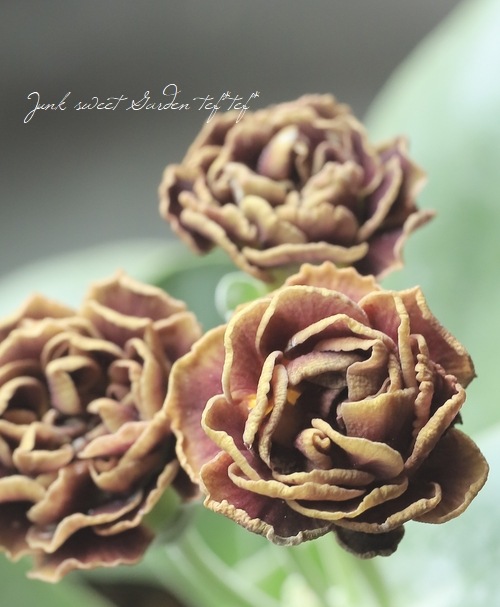 ���ʥץ��顦�����ꥭ��顡����������ɥ��֥�ϡ��إ����ꥢ�ࡦ�����