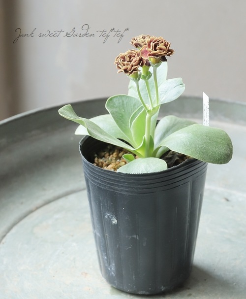 ���ʥץ��顦�����ꥭ��顡����������ɥ��֥�ϡ��إ����ꥢ�ࡦ�����