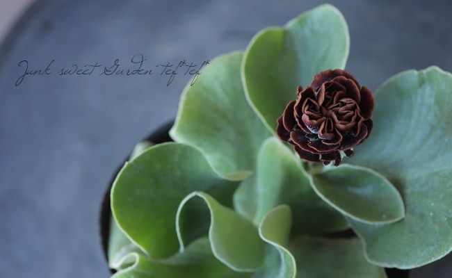 ���ʥץ��顦�����ꥭ��顡����������ɥ��֥�ϡ��إ����ꥢ�ࡦ�����