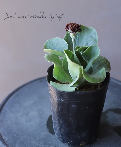 ���ʥץ��顦�����ꥭ��顡����������ɥ��֥�ϡ��إ����ꥢ�ࡦ�����