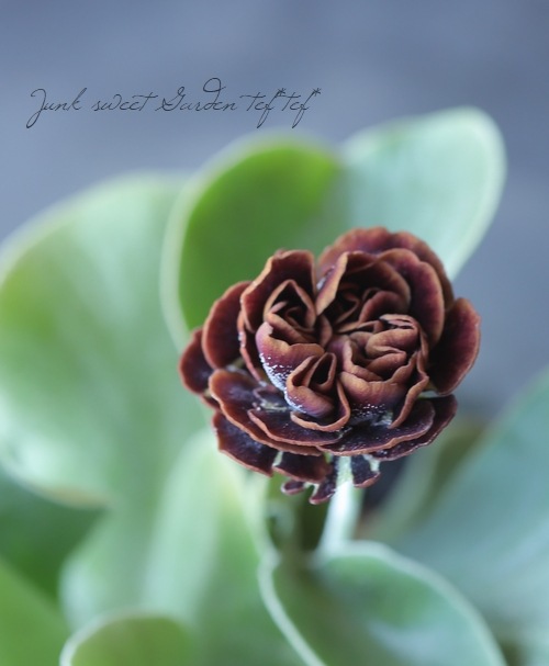 ���ʥץ��顦�����ꥭ��顡����������ɥ��֥�ϡ��إ����ꥢ�ࡦ�����