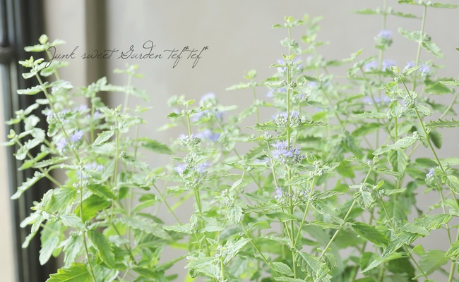 �����ꥫ�ꥪ�ץƥꥹ���إ��ޡ�����٥åȡ١�