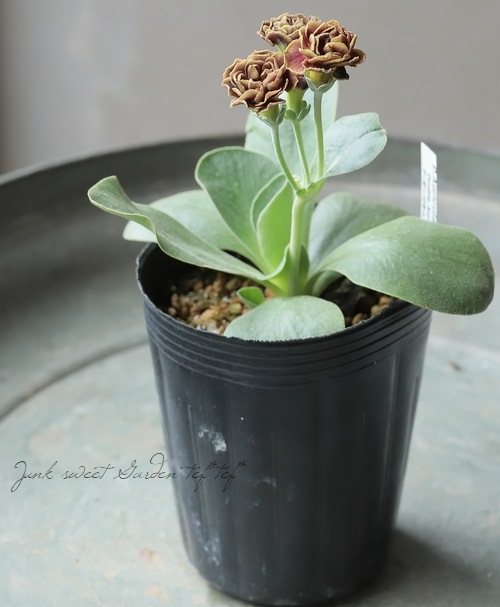 ���ʥץ��顦�����ꥭ��顡����������ɥ��֥�ϡ��إ����ꥢ�ࡦ�����