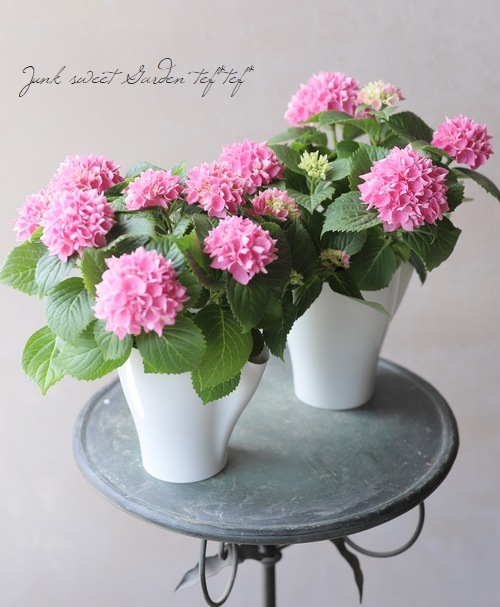 激レア！【島根オリジナル品種】 紫陽花 『茜雲 -アカネグモ