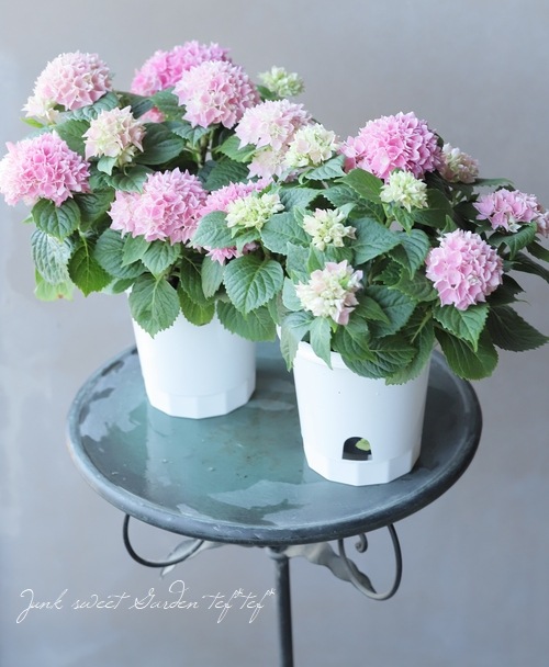 激レア！【島根オリジナル品種】 紫陽花 『茜雲 -アカネグモ