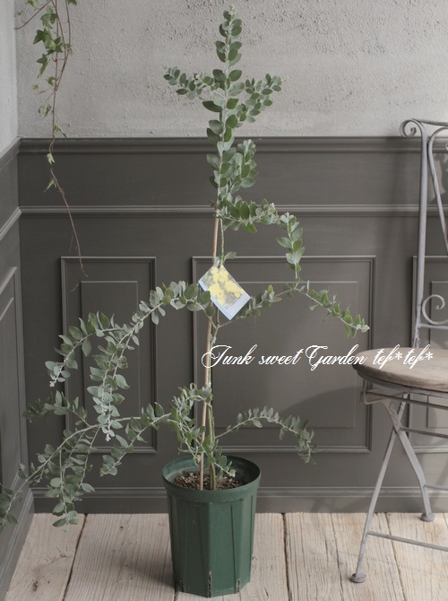 銀葉パールアカシア ポダリリーフォリア すべての商品 Junk Sweet Garden Tef Tef