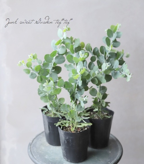 パールアカシアと4種グリーンのネイティブフライングリース パールアカシアと4種グリーンのネイティブフライングリース 銀葉パール