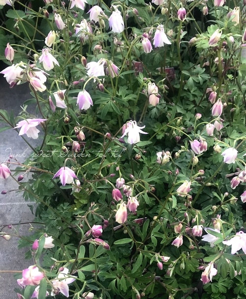 風鈴オダマキ 『乙女風鈴』【K】 | すべての商品 | | Junk sweet