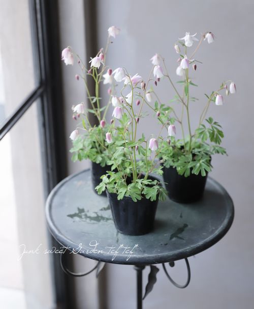 花鈴様オーダーページ 風鈴オダマキ 『乙女風鈴』【K】 | すべての商品 | | Junk sweet