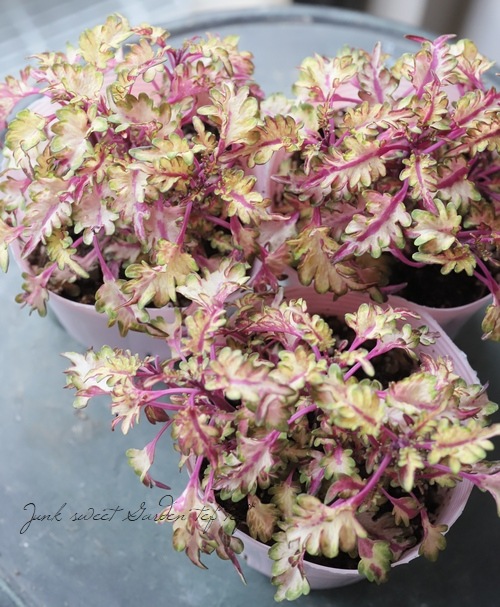 ���ꥦ����WILDFIRE���إե�å����