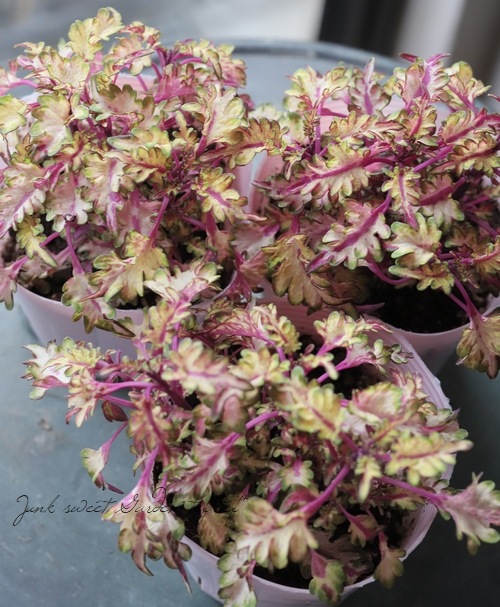 ���ꥦ����WILDFIRE���إե�å����