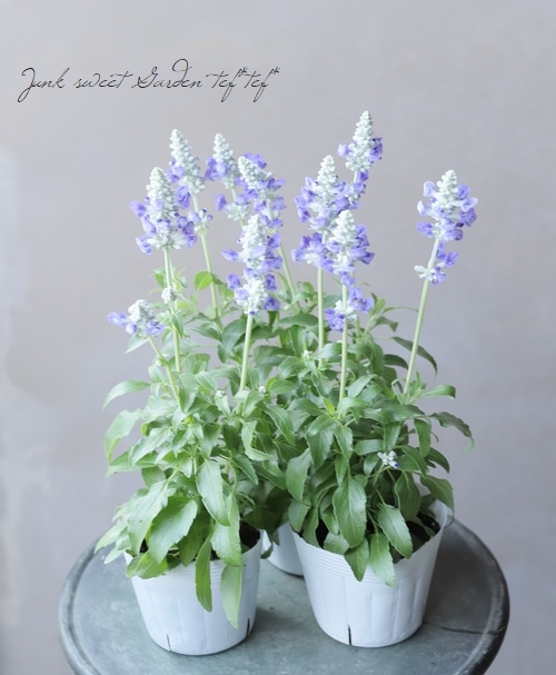 新色！】 栄養系宿根サルビア サリーファン 『ブルーアイス』 | すべて