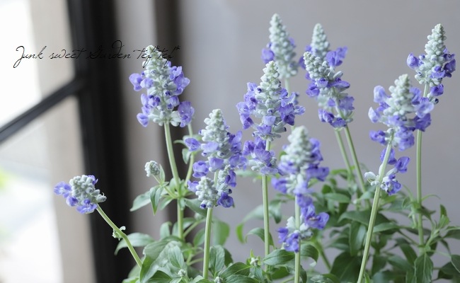 新色！】 栄養系宿根サルビア サリーファン 『ブルーアイス』 | すべて